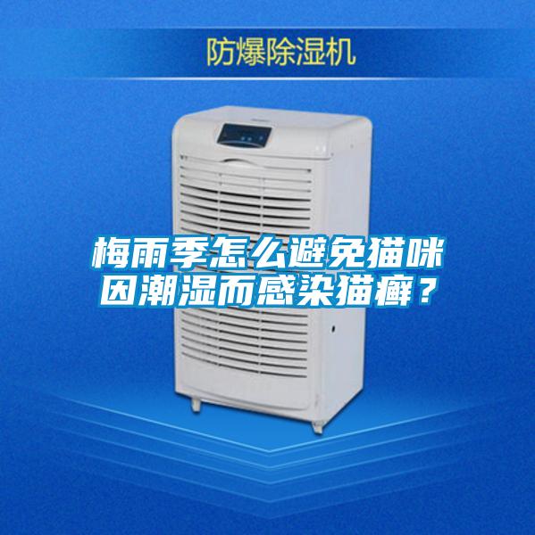 梅雨季怎么避免貓咪因潮濕而感染貓癬？