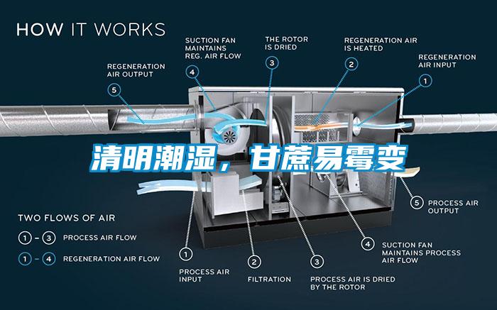 清明潮濕，甘蔗易霉變